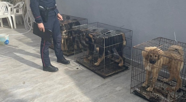 I cani trovati dai carabinieri