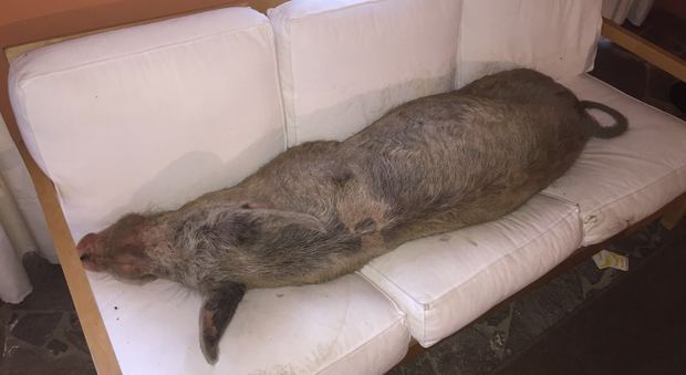 Sardegna, trovano un maiale a dormire sul divano: sorpresa in un b&b