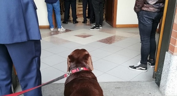 Torino, prete non fa entrare in chiesa il cane che piange per il funerale del padrone
