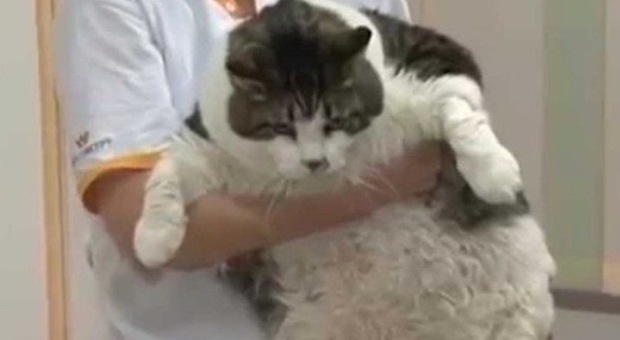 Il gatto Elvis pesa 17 chili e rischia di morire: solo una dieta può salvarlo