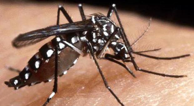 Chikungunya, la febbre in Italia già dieci anni fa: non esiste vaccino