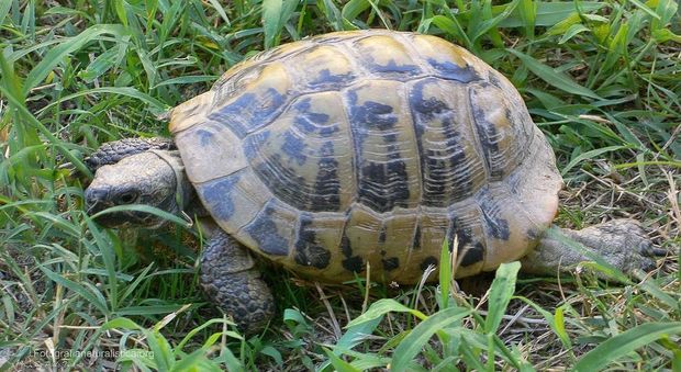 Civitanova, vende le sue tartarughe su internet: maxi multa da 6mila euro