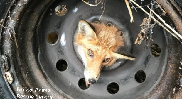 La volpe con la testa incastrata nella ruota. (immagini pubblicate su FB da Bristol Animal Rescue Centre)