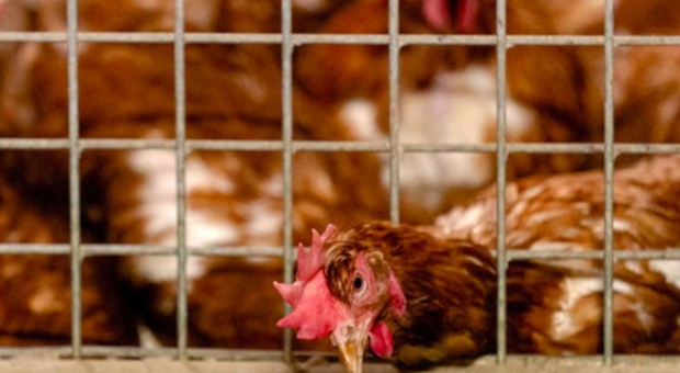 Influenza aviaria, in aumento la circolazione in Italia: «A rischio gli allevamenti di polli»