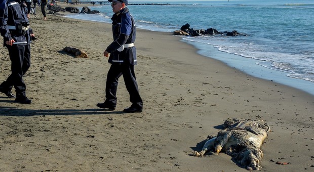 Ostia, una carcassa di vitello sulla spiaggia di Ponente: nessuno lo rimuove