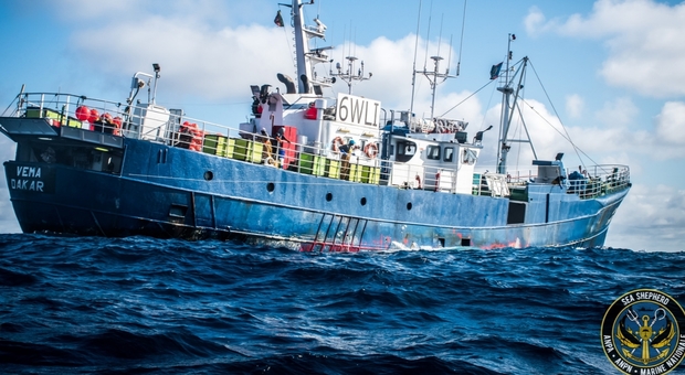 La Vema, la nave europea trovata con le stive piene di squali anzichè di tonno, arrestata nella acque africane