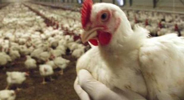 Paese assediato da 90mila polli: i residenti protestano per l'odore