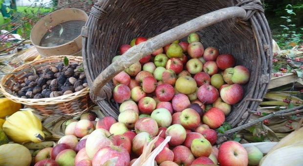 Stranieri sfruttati per la raccolta delle mele in Val di Non: imprenditore denunciato