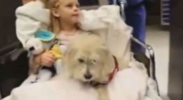Il cane JJ salva la vita alla padroncina in sala operatoria. "Prevede attacchi allergici"