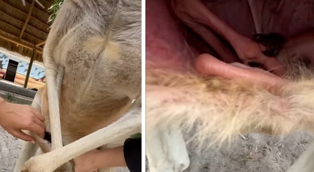 Cosa c'è nel marsupio di un canguro? Il video virale sconvolge TikTok: «Non avrei mai voluto vederlo»