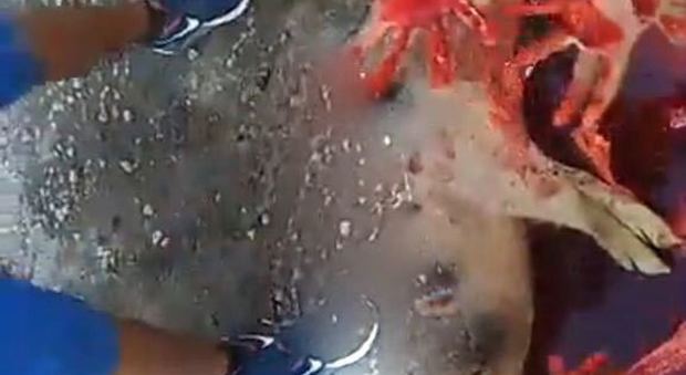 Sgozzavano maiali e si bagnavano con il sangue: su Facebook il video-choc: i tre fratelli crudeli arrestati per rapina