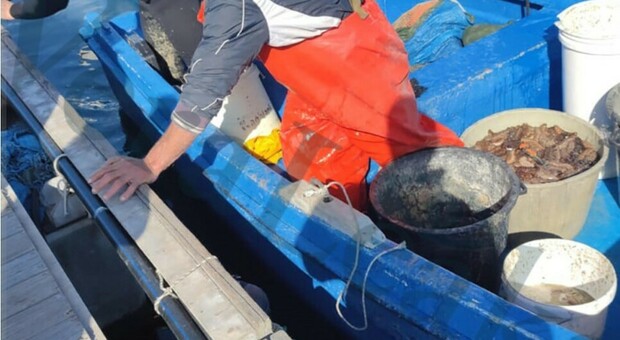 Traffico di oloturie (cetrioli di mare), sequestrati oltre tre quintali e cinque pescatori abusivi denunciati