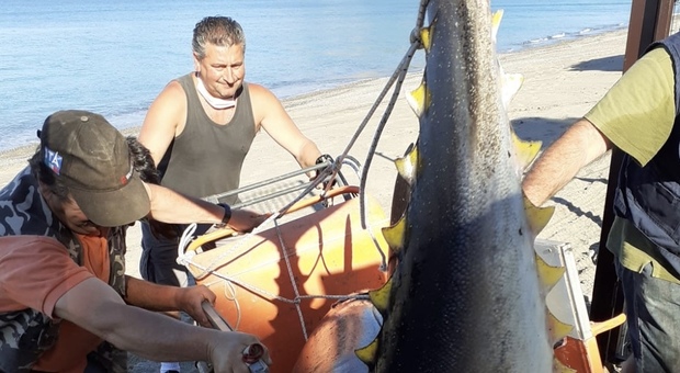 Un tonno gigante di 150 chili si arena sulla spiaggia del Mingardo