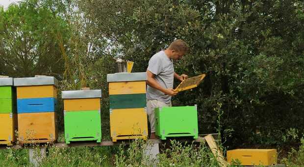 Alessio Marangon con le sue api