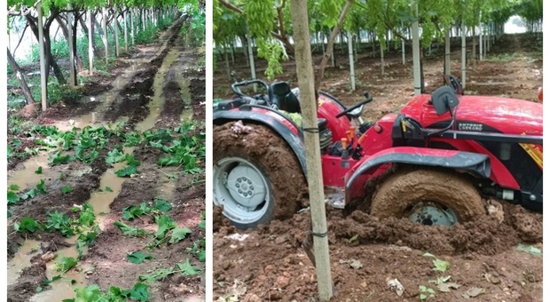 Peronospora e piogge si abbattono sul vino: in Puglia produzione a rischio, il 2023 anno orribile