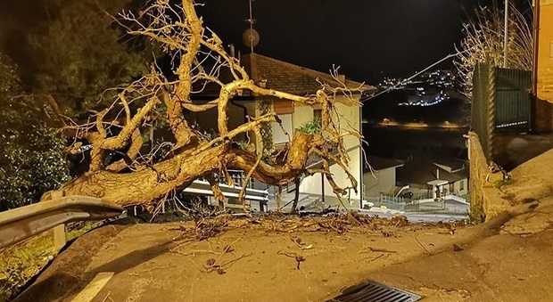 Sant'Elpidio a Mare, paura nella notte: un grosso albero si abbatte sulla strada