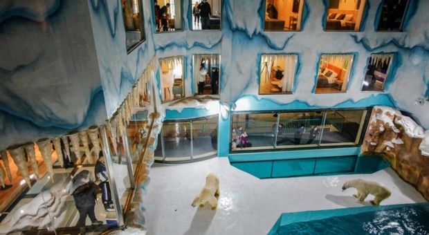 Orsi polari reclusi in hotel a disposizione dei turisti 24 ore su 24: scoppia il caso in Cina