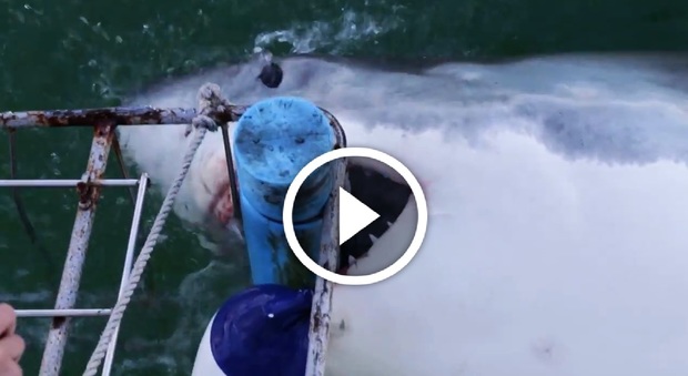 Video-choc: quattro ragazze attaccate da uno squalo bianco