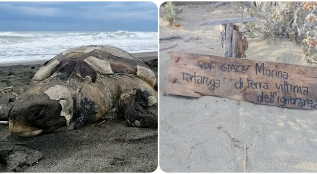Tartaruga di terra scambiata per una caretta caretta: turisti la gettano in mare per "salvarla" ma la annegano