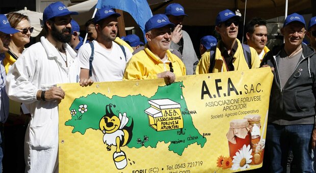 Agricoltura, Rondinelli (PD): «Sono al fianco degli apicoltori italiani, via libera a riforma europea contro concorrenza sleale»