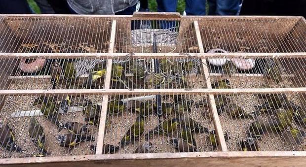 Il mercato nero dei cardellini: 90 uccellini liberati nel Parco degli Astroni