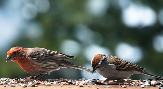 Uccellini incollati sul davanzale per non disturbare i clienti, choc in una pasticceria a Cortina