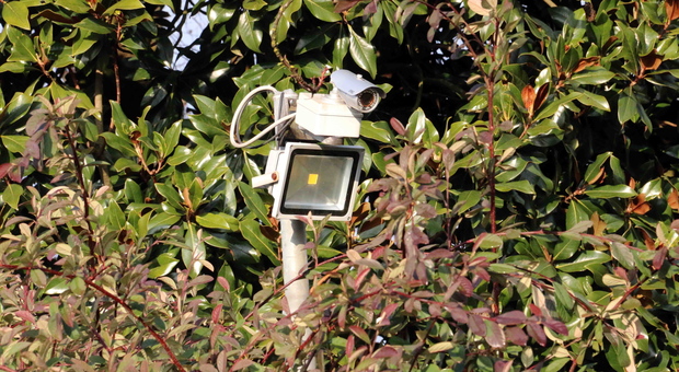 Telecamera tra la vegetazione (foto di archivio)