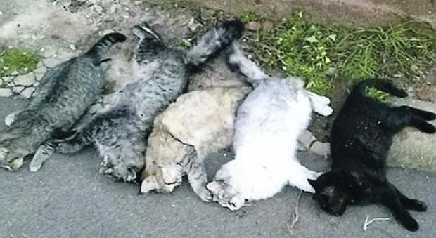 Avvelenati 30 gatti nel Casertano, choc e sdegno: «Fermate la strage»