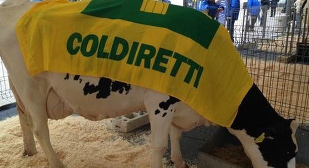 La denuncia di Coldiretti e Caselli: «In Puglia 2500 terreni in mano alla mafia»