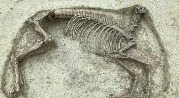 Il mistero del cavallo senza testa scoperto nel cimitero dei Merovingi: «Tomba di cavaliere