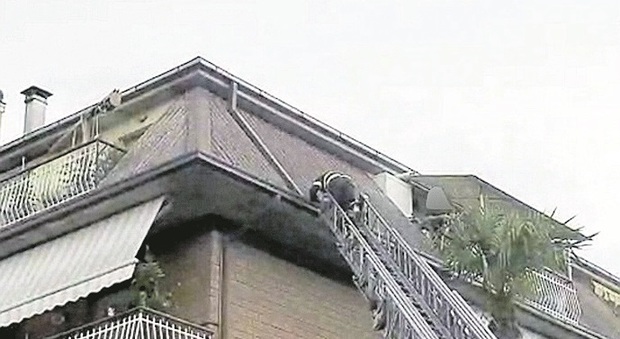 Monteprandone, l'incredibile fuga della tartaruga: i vigili del fuoco devono salire sul tetto per salvarla