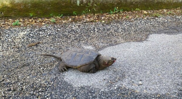 La tartaruga azzannatrice catturata stamani in località Sterpareti