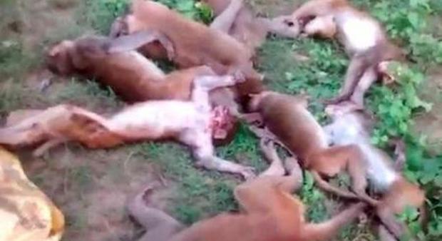 India, il ruggito di una tigre causa la morte simultanea di una dozzina di scimmie