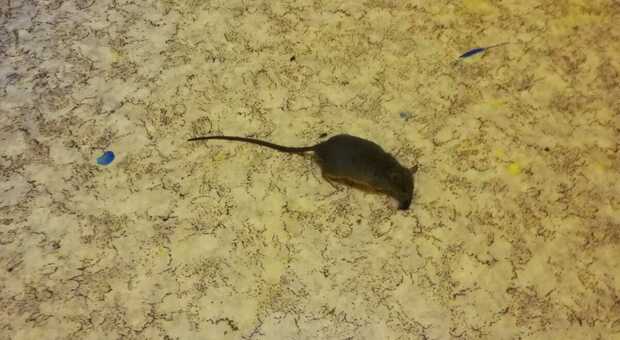 Escrementi di topi nella scuola materna comunale: blitz dei Nas, chiuso l'Istituto