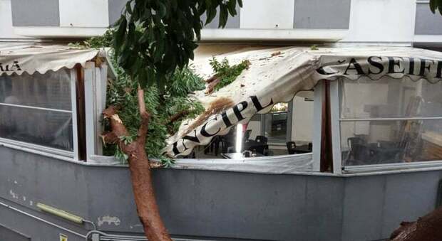 Napoli, Rotonda Titanic: l'albero che ha distrutto due auto frana sul gazebo di un bar