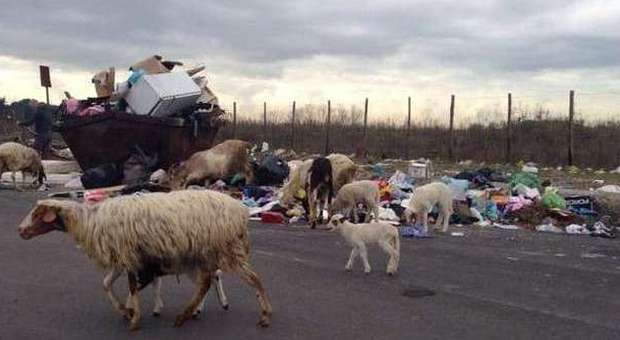 Caos rifiuti, dopo i maiali di Boccea spuntano le pecore a Monachina