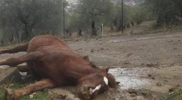 Cavallo ucciso a fucilate, è strage di animali nel Parco del Cilento
