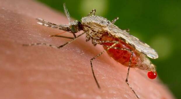Florida libera zanzare transgeniche contro zika, dengue e malaria. Ira ambientalisti: troppi rischi