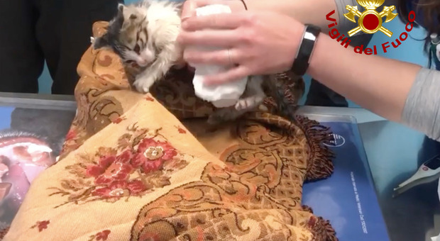 Gattino intrappolato in un tubo, una volta estratto non respirava più: rianimato e salvato