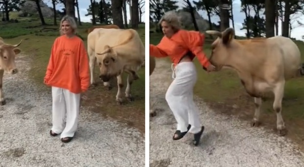 Troppo vicina alle mucche per una foto da postare sui social, ma qualcosa va storto: «Mai odiato tanto i cornuti»