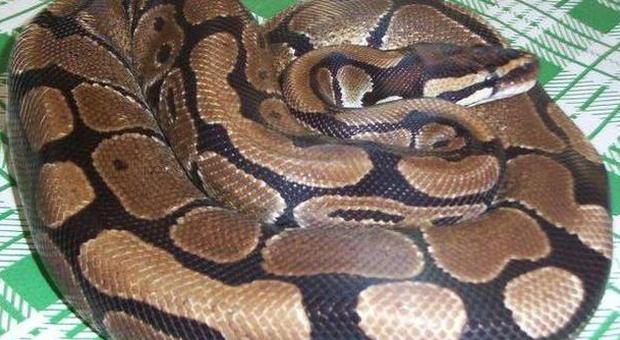 Castelvolturno, nascondeva in cucina un serpente boa di 2 metri: denunciato dalla polizia