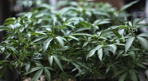 Cannabis, Cassazione: coltivazione in casa non è reato