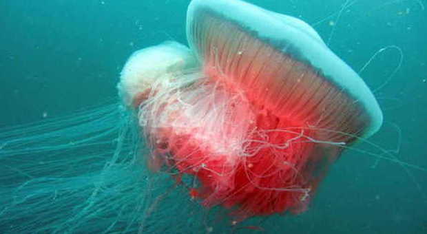Invasione di meduse in Adriatico: torna il maxi esemplare da 80 cm