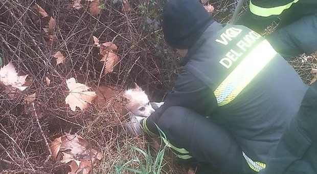 Sente un lamento tra i rovi e trova un cagnolino intrappolato, i pompieri lo liberano e rintracciano il proprietario tramite il microchip