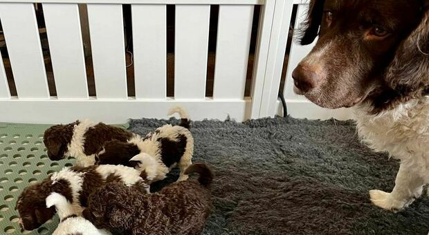 Cani, nasce la prima cucciolata della razza più cara al mondo