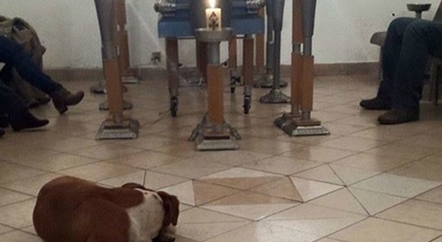 Nutre per anni un gruppo di cani randagi: al suo funerale vanno tutti a vegliare la salma