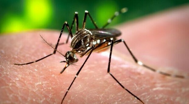 Lotta alle zanzare col maschio killer che sterilizza le femmine
