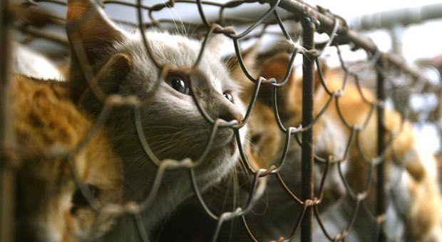 Taiwan, svolta storica: vietato mangiare carne di cane o gatto