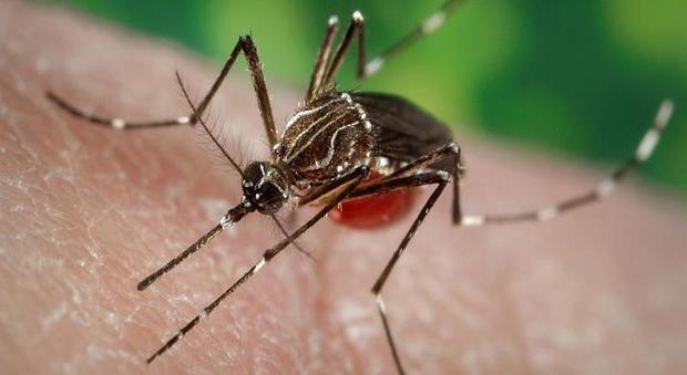Zanzare, il virus mortale trasmesso che colpisce il cervello