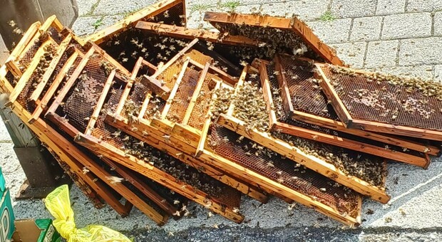 Agricoltore "sbadato" getta arnie nel cassonetto: invasione di api nel paese